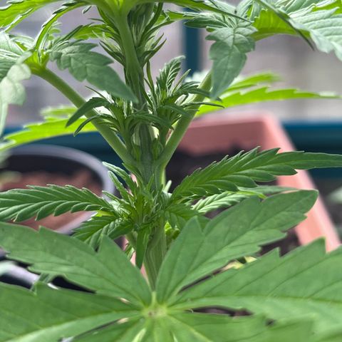 Blueberry Bliss Auto growlog timeline photo