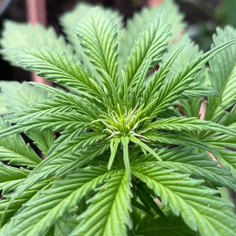 Blueberry Bliss Auto growlog timeline photo