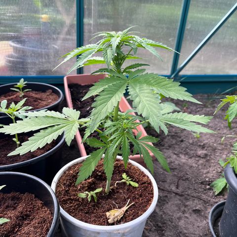 Blueberry Bliss Auto growlog timeline photo