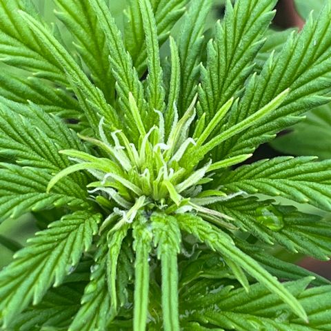 Blueberry Bliss Auto growlog timeline photo