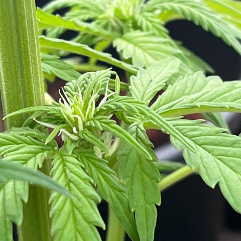 Blueberry Bliss Auto growlog timeline photo