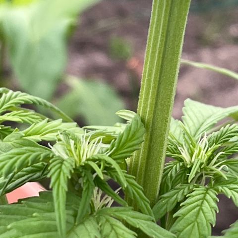 Blueberry Bliss Auto growlog timeline photo
