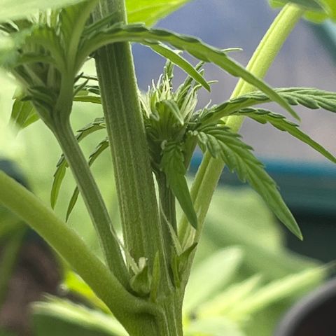 Blueberry Bliss Auto growlog timeline photo