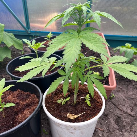 Blueberry Bliss Auto growlog timeline photo