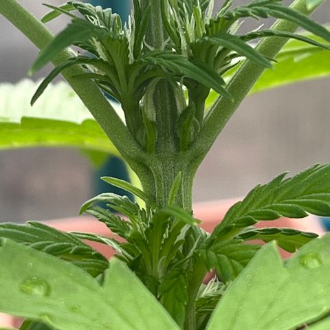 Blueberry Bliss Auto growlog timeline photo