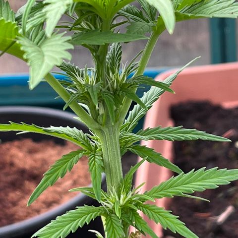 Blueberry Bliss Auto growlog photo: LST Methode angewendet. Große Blätter entfernt!