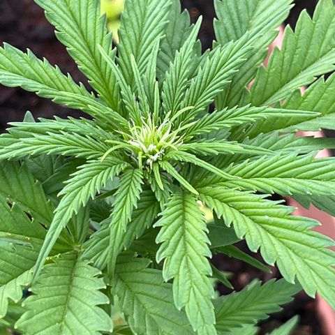 Blueberry Bliss Auto growlog photo: LST Methode angewendet. Große Blätter entfernt!
