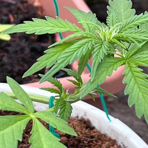 Blueberry Bliss Auto growlog photo: LST Methode angewendet. Große Blätter entfernt!