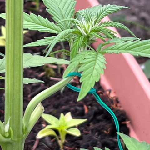 Blueberry Bliss Auto growlog photo: LST Methode angewendet. Große Blätter entfernt!