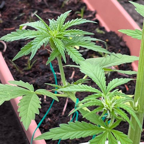 Blueberry Bliss Auto growlog photo: LST Methode angewendet. Große Blätter entfernt!
