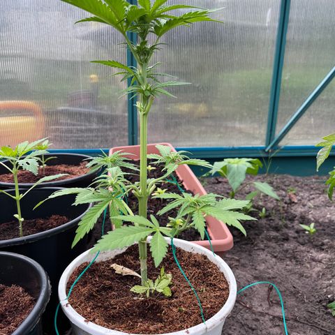 Blueberry Bliss Auto growlog photo: LST Methode angewendet. Große Blätter entfernt!