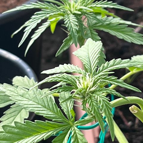 Blueberry Bliss Auto growlog timeline photo