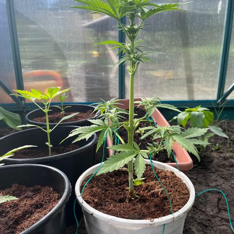 Blueberry Bliss Auto growlog timeline photo