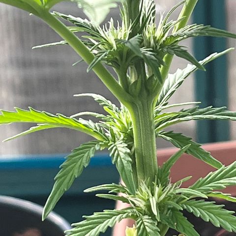 Blueberry Bliss Auto growlog timeline photo