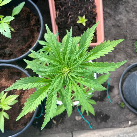 Blueberry Bliss Auto growlog timeline photo