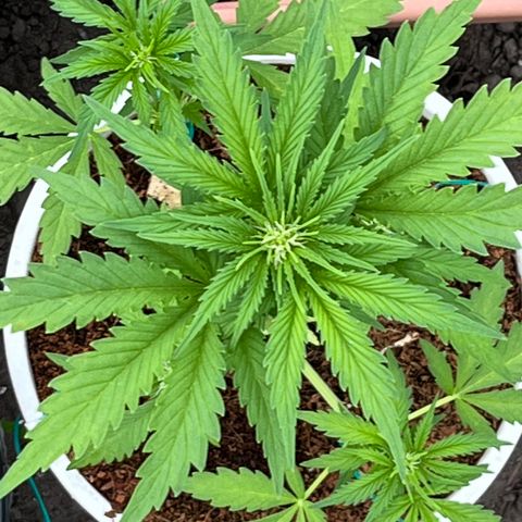 Blueberry Bliss Auto growlog timeline photo