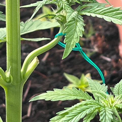 Blueberry Bliss Auto growlog timeline photo