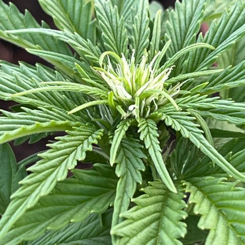 Blueberry Bliss Auto growlog timeline photo
