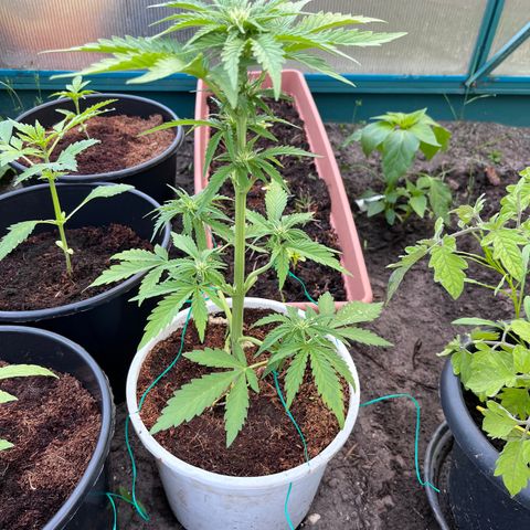 Blueberry Bliss Auto growlog timeline photo
