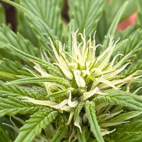 Blueberry Bliss Auto growlog photo: Die Knospen fangen an harzig zu werden!