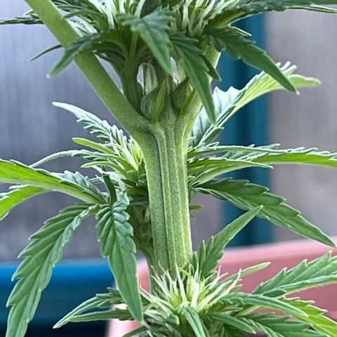 Blueberry Bliss Auto growlog photo: Die Knospen fangen an harzig zu werden!