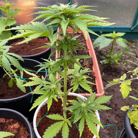 Blueberry Bliss Auto growlog photo: Die Knospen fangen an harzig zu werden!