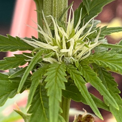 Blueberry Bliss Auto growlog photo: Die Knospen fangen an harzig zu werden!
