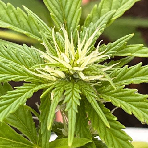 Blueberry Bliss Auto growlog photo: Die Knospen fangen an harzig zu werden!