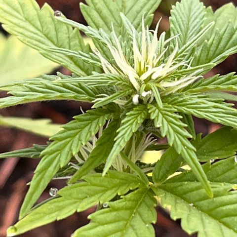 Blueberry Bliss Auto growlog photo: Die Knospen fangen an harzig zu werden!