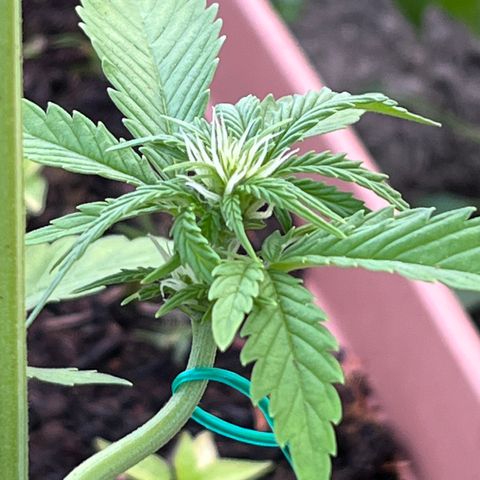 Blueberry Bliss Auto growlog photo: Die Knospen fangen an harzig zu werden!