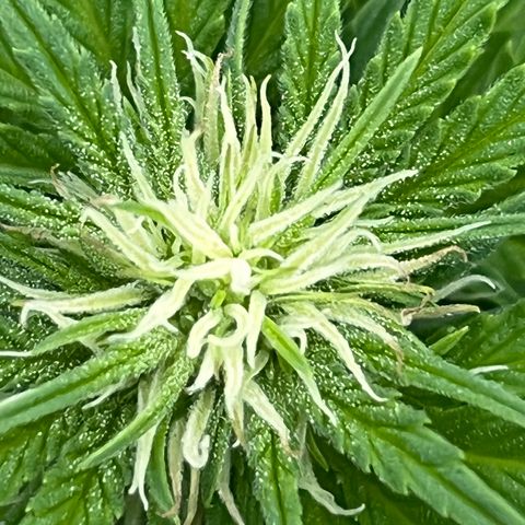 Blueberry Bliss Auto growlog timeline photo