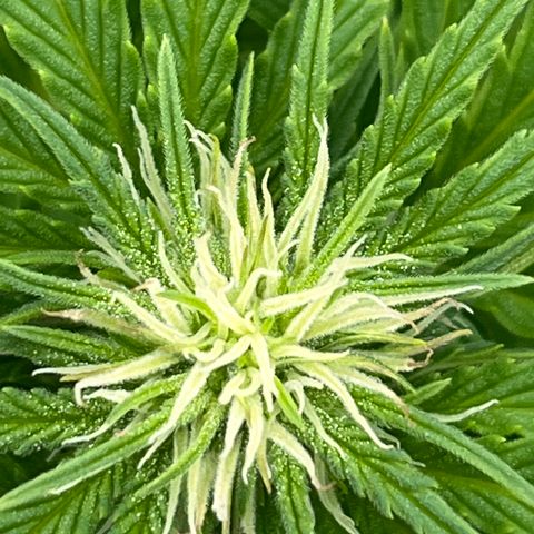 Blueberry Bliss Auto growlog timeline photo