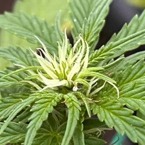 Blueberry Bliss Auto growlog timeline photo