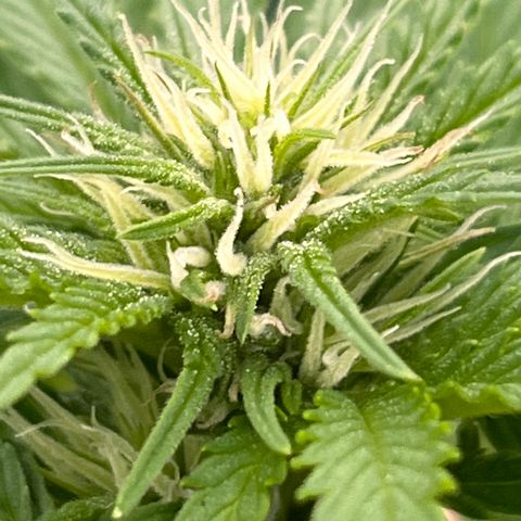 Blueberry Bliss Auto growlog timeline photo