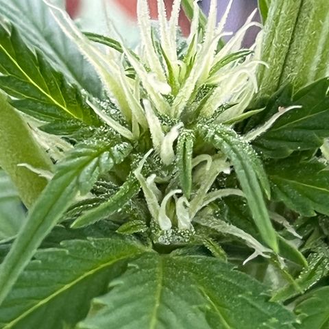 Blueberry Bliss Auto growlog timeline photo