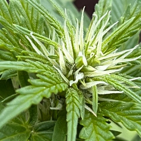 Blueberry Bliss Auto growlog timeline photo