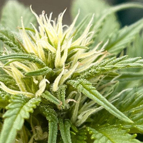 Blueberry Bliss Auto growlog timeline photo