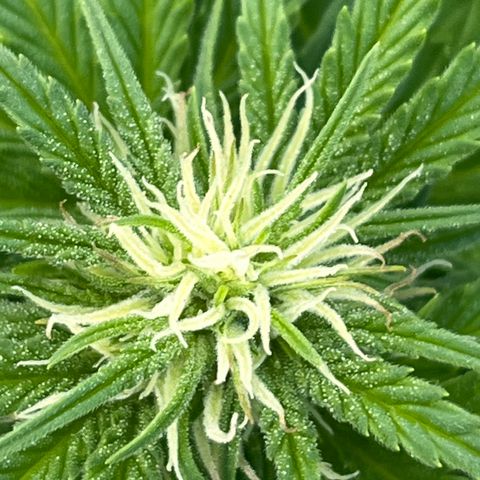 Blueberry Bliss Auto growlog timeline photo