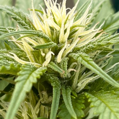 Blueberry Bliss Auto growlog timeline photo
