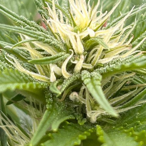 Blueberry Bliss Auto growlog timeline photo