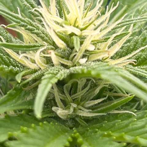 Blueberry Bliss Auto growlog timeline photo