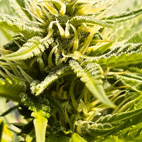 Blueberry Bliss Auto growlog timeline photo