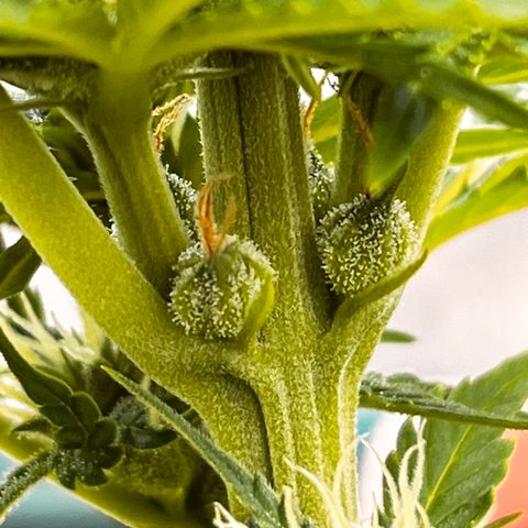 Blueberry Bliss Auto growlog timeline photo