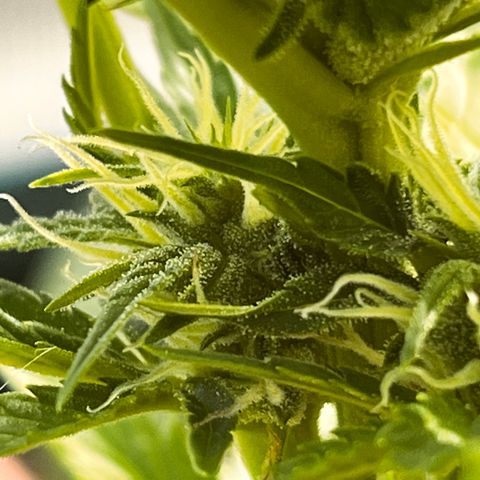Blueberry Bliss Auto growlog timeline photo