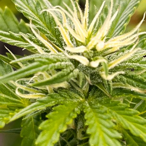 Blueberry Bliss Auto growlog timeline photo