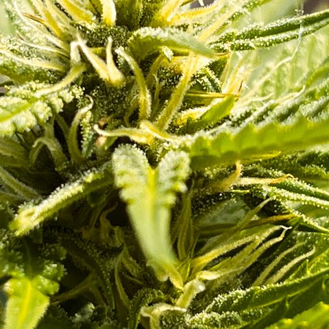 Blueberry Bliss Auto growlog timeline photo
