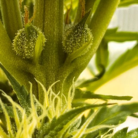 Blueberry Bliss Auto growlog timeline photo