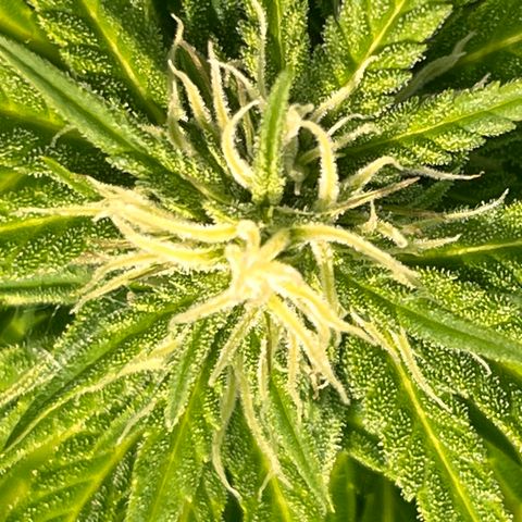Blueberry Bliss Auto growlog timeline photo