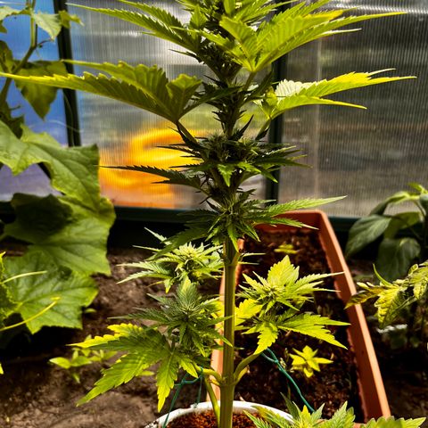Blueberry Bliss Auto growlog timeline photo