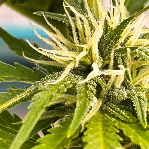 Blueberry Bliss Auto growlog timeline photo
